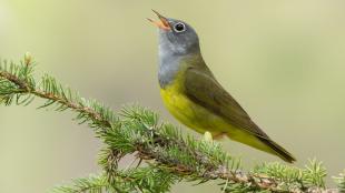 Connecticut Warbler