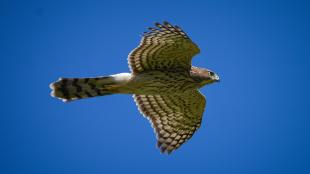 A brown-and-white striped hawk with long tail and wings outstretched in flight against a clear blue sky.