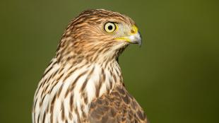 Cooper's Hawk in sunlight, head turned to its left, showing bright yellow eye.