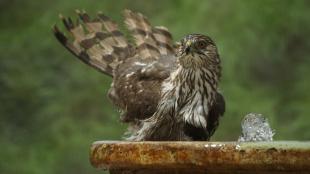 Cooper's Hawk splashing in a birdbath, its tail feathers raised and its chest feathers wet 