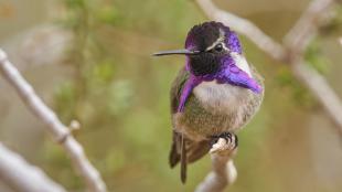 A tiny Costa's Hummingbird shows his iridescent purple head and throat feathers while perched on a twig