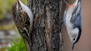 Photo comparing a Brown Creeper and a White-breasted Nuthatch