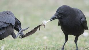 Two crows play tug of war with a feather while standing in a grassy area