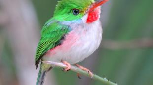 Cuban Tody