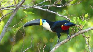 Cuvier's Toucan, "froot loops" bird?