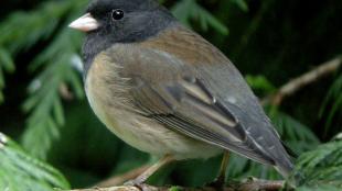 Dark-eyed Junco in cedar tree