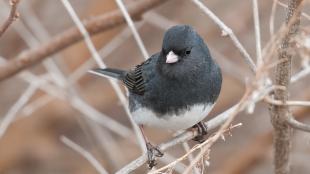 A small plump bird with dark charcoal-color plumage, pink beak, and white belly is perched on slender dry branches.