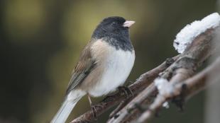 A Dark-eyed Junco sitting on a snowy branch