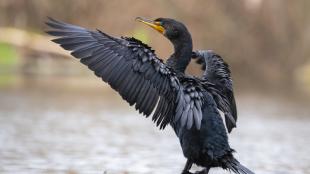 A Double-crested Cormorant, its wings outstretched, and standing on a log in water.