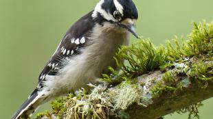 Downy Woodpecker