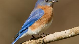 Eastern Bluebird