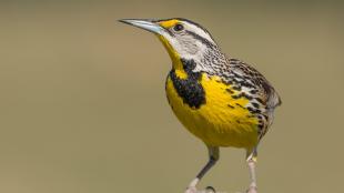 A bird with a bright lemon yellow breast, black bib, striped head and long sharp beak stands perches on a fencepost in the sunlight.