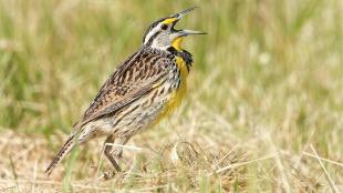 Eastern Meadowlark