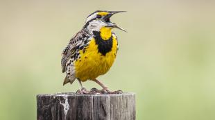 Eastern Meadowlark singing