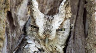 Eastern Screech Owl