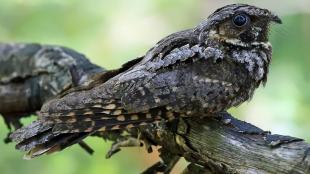 Eastern Whip-poor-will perched on branch