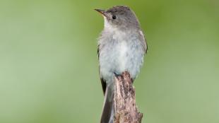 A small slender bird with short pointed beak, pale breast and grey-brown head sits atop a broken branch, against a diffused green background.