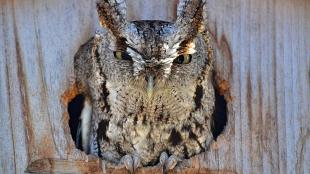 Eastern Screech Owl peering out of a wooden nest box