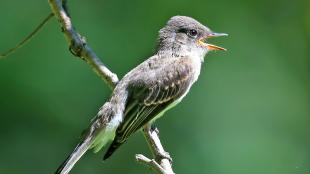 Eastern Wood-Pewee singing