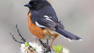 Eastern Towhee