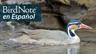 A Sungrebe swimming in shallow water in front of rocks, facing the viewer's right. "BirdNote en Español" appears in the top left corner.