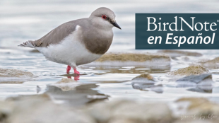 A dapper gray and white shorebird stepping through shallow water. The bird has a short sharp black bill, red eye, and pink legs. "BirdNote en Español" appears in the top right corner.