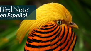 A bird in profile, showing its vivid orange and black striped neck feathers, with a bright gold crest flowing back from the top of its head. "BirdNote en Español" appears in the top left corner.