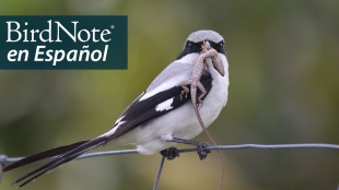 A Loggerhead Shrike has a reptile in its beak. The BirdNote en Español logo appears in the top right corner of the image.