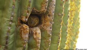 Elf Owl peeking out from cactus
