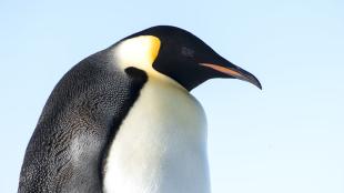 Emperor Penguin in sunlight, head turned to its left, black and white "tuxedo" pattern plumage glistening.