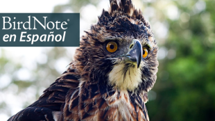  An Ornate Hawk-Eagle, its head and neck are handsomely patterned in black, white and rust below a tall black crest. It has vivid gold eyes. "BirdNote en Español" appears in the top right corner.