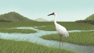 A Siberian Crane.