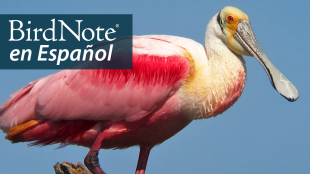 A Roseate Spoonbill in profile, facing the viewer's right. "BirdNote en Español" appears in the top left corner.