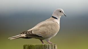 Eurasian Collared-Dove