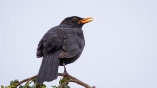 Eurasian Blackbird perched on a branch