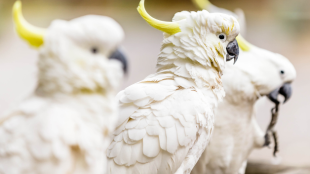 Closeup of three Sulphur-crested Cockatoos perched in a row