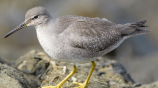 Closeup of Wandering Tattler standing on rocks, facing left