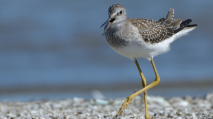 A Lesser Yellowlegs walks along a beach on a sunny day