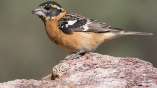 A Black-headed Grosbeak perches on a rock facing left