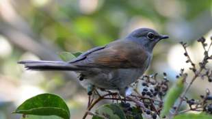 Brown-backed Solitaire facing right, stands on branch