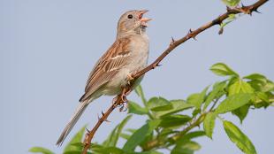 Field Sparrow