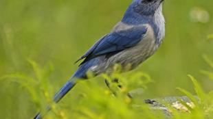 Florida Scrub Jay