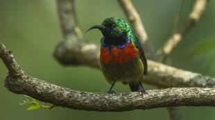 A small bird with bright green and red iridescent plumage and a long narrow downward-curving black bill sits on a branch.