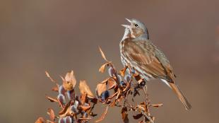 Fox Sparrow with its head tipped back, beak open as it sings while perched on a branch. 