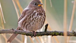 Fox Sparrow perched on a branch