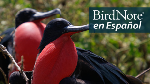 Two Great Frigatebirds looking out to the viewer's right. "BirdNote en Español" appears in the upper right corner.