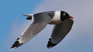 Franklin's Gull in flight showing grey wings on the downstroke, the white body and black head with red beak.