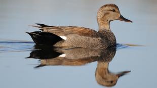 Male Gadwall duck swims across still water