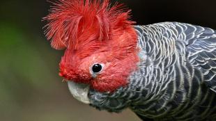 A Gang-Gang Cockatoo showing bright red feathers on its face and in a curved crest atop its head, with brindled gray and white feathers on its shoulder and chest.