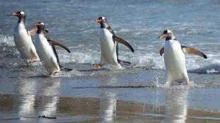 Gentoo Penguins